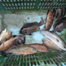 こかわ渡船　雅丸 釣果