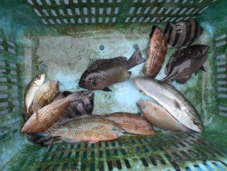 こかわ渡船　雅丸 釣果