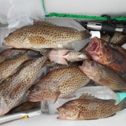 こかわ渡船 雅丸 釣果