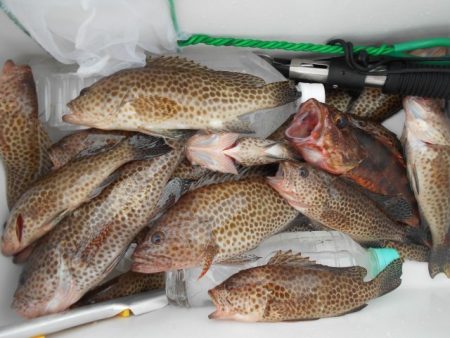 こかわ渡船 雅丸 釣果