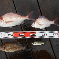 こかわ渡船 雅丸 釣果