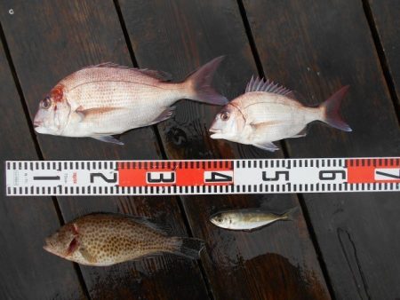 こかわ渡船　雅丸 釣果