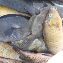 こかわ渡船　雅丸 釣果