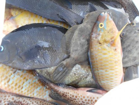 こかわ渡船　雅丸 釣果