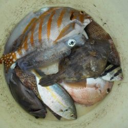 こかわ渡船　雅丸 釣果