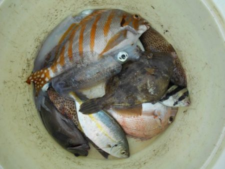 こかわ渡船　雅丸 釣果