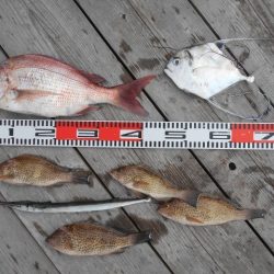 こかわ渡船　雅丸 釣果