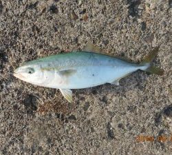 鹿島港魚釣園 釣果