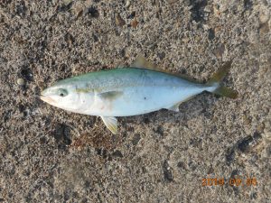 鹿島港魚釣園 釣果