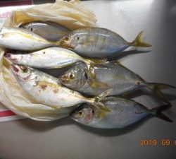 鹿島港魚釣園 釣果