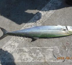 鹿島港魚釣園 釣果
