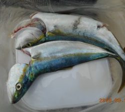 鹿島港魚釣園 釣果