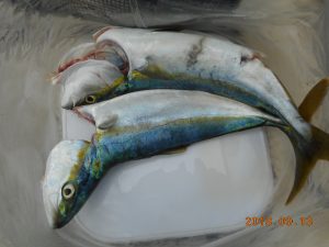 鹿島港魚釣園 釣果
