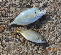 鹿島港魚釣園 釣果