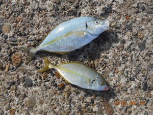 鹿島港魚釣園 釣果