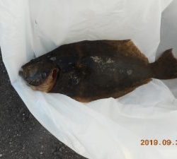 鹿島港魚釣園 釣果