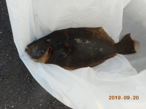 鹿島港魚釣園 釣果