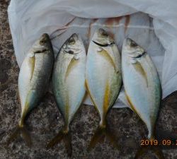 鹿島港魚釣園 釣果