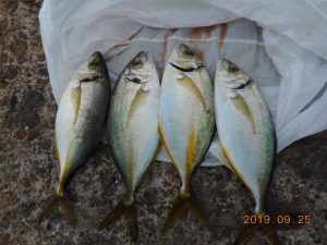 鹿島港魚釣園 釣果