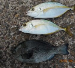 鹿島港魚釣園 釣果