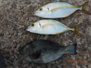 鹿島港魚釣園 釣果