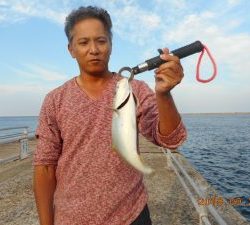 鹿島港魚釣園 釣果