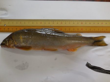 会津大川（会津非出資漁業協同組合） 釣果