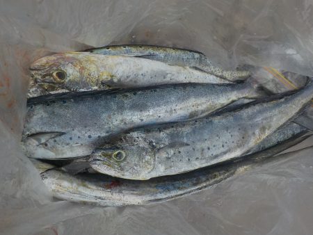 千鳥丸 釣果