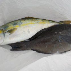 千鳥丸 釣果