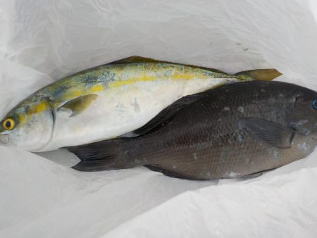 千鳥丸 釣果