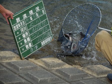 会津大川（会津非出資漁業協同組合） 釣果