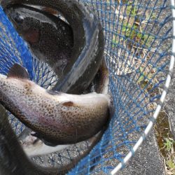 会津大川(会津非出資漁業協同組合) 釣果