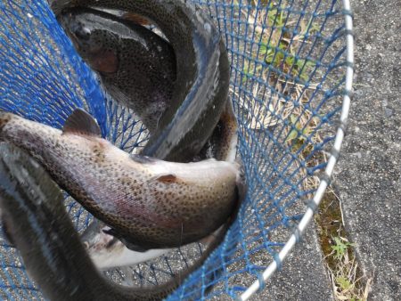 会津大川(会津非出資漁業協同組合) 釣果