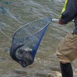 会津大川(会津非出資漁業協同組合) 釣果