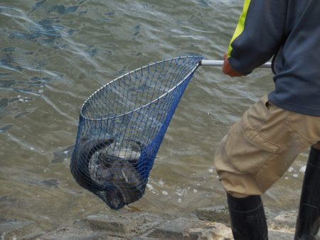 会津大川(会津非出資漁業協同組合) 釣果