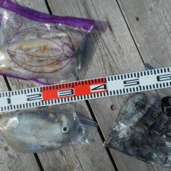 こかわ渡船　雅丸 釣果