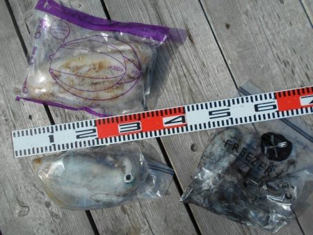 こかわ渡船　雅丸 釣果