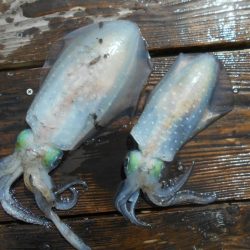 こかわ渡船　雅丸 釣果