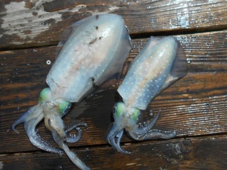 こかわ渡船　雅丸 釣果