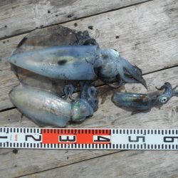 こかわ渡船　雅丸 釣果