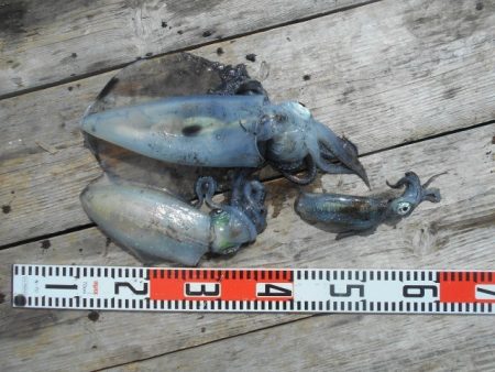 こかわ渡船　雅丸 釣果