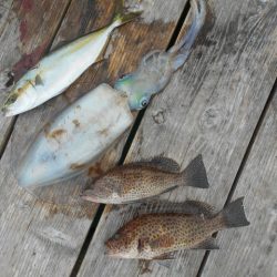 こかわ渡船　雅丸 釣果