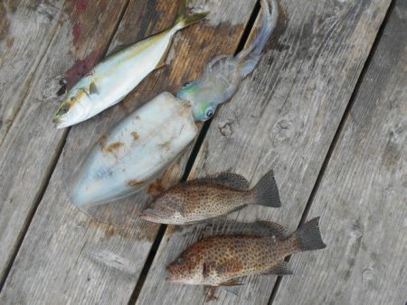 こかわ渡船　雅丸 釣果