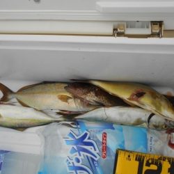 こかわ渡船　雅丸 釣果