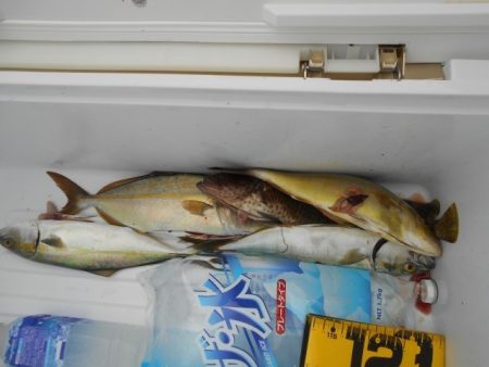 こかわ渡船　雅丸 釣果