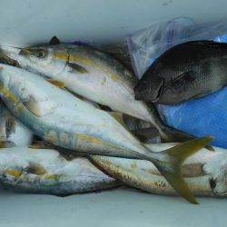 こかわ渡船　雅丸 釣果