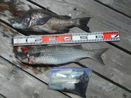 こかわ渡船　雅丸 釣果