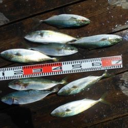 こかわ渡船　雅丸 釣果