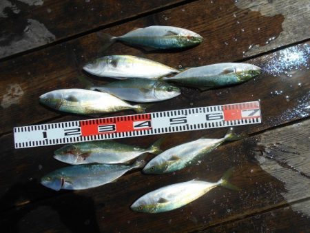 こかわ渡船　雅丸 釣果