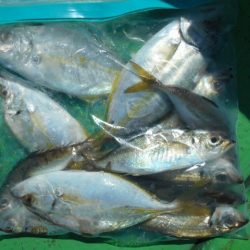 こかわ渡船　雅丸 釣果